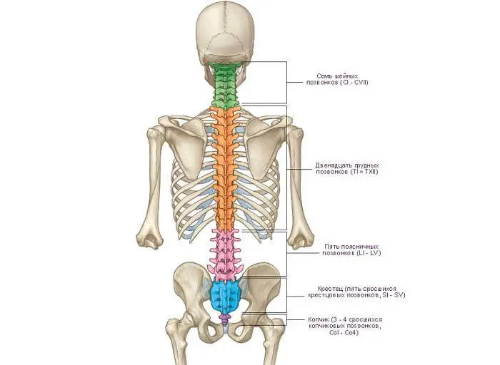 Позвоночник человека