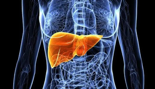 УЗД печінки УЗД печінки