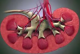 УЗД нирок УЗД нирок