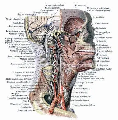 Невралгія під'язикового нерва