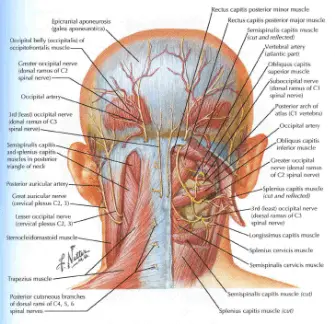 Боль в затылке Боль в затылке