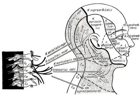Боль в затылочной области Боль в затылочной области