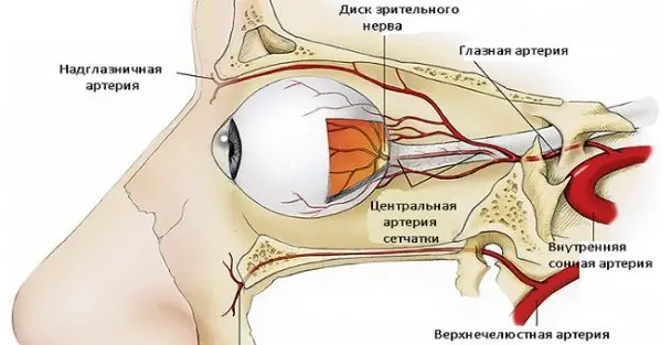 Трансорбитальный просмотр глазниц - кровоток глаз и тканей глазниц Трансорбитальный просмотр глазниц - кровоток глаз и тканей глазниц
