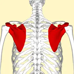 Болит спина под лопаткой Болит спина между лопатками