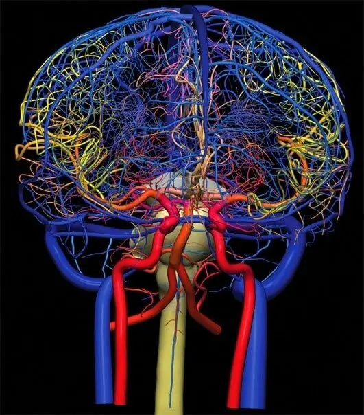 Як знайти причину запаморочення, головного болю? Як лікувати судини мозку?
