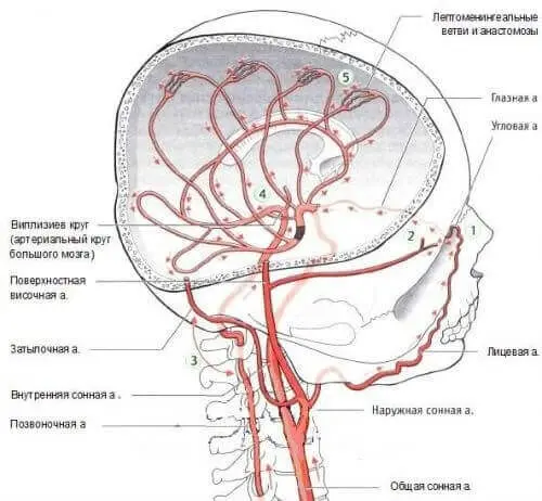 Як знайти причину запаморочення, головного болю? Як лікувати судини мозку?
