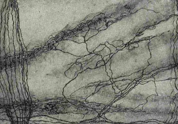 нервные волокна