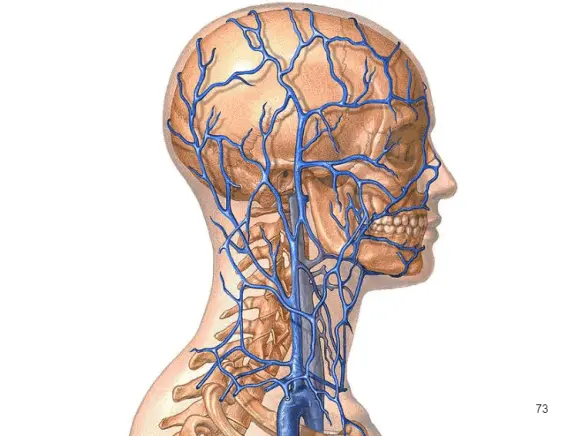 кровеносная система головы