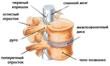 схема межпозвоночного диска