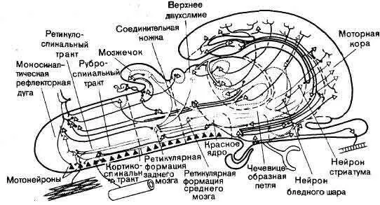 Эффективное лечение ВСД