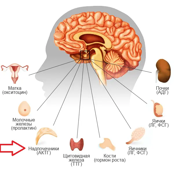 Эффективное лечение ВСД