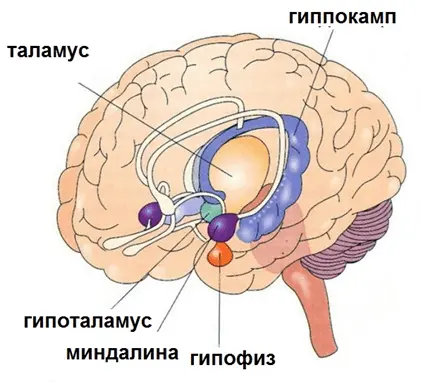 Эффективное лечение ВСД