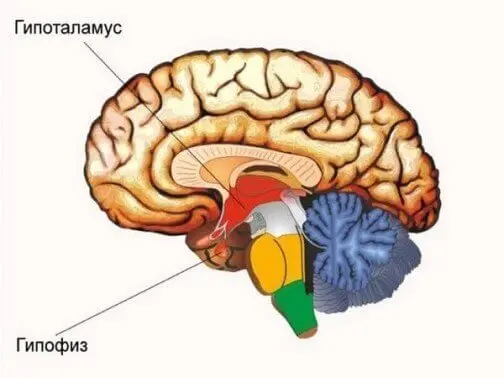 Лечение вегетососудистой дистонии (ВСД)