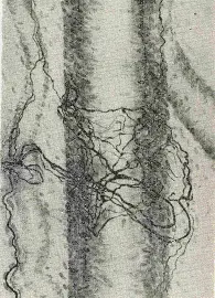 Трофика тканей коленного сустава