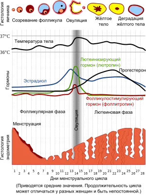 Дни месячного цикла Дни месячного цикла