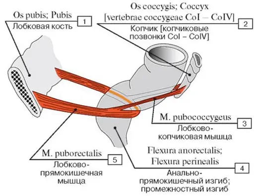 Боль в промежности: причины, диагностика и лечение в Киеве