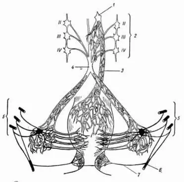 Боль в промежности: причины, диагностика и лечение в Киеве