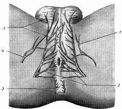 Боль в промежности: причины, диагностика и лечение в Киеве