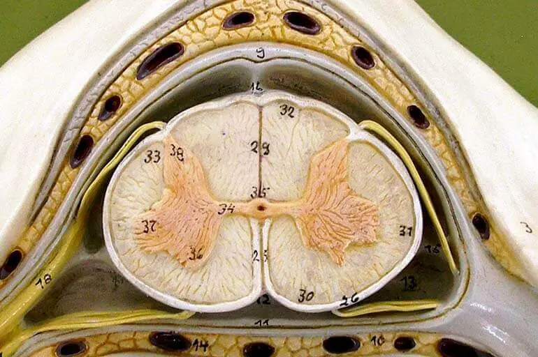 Дифузні грижі