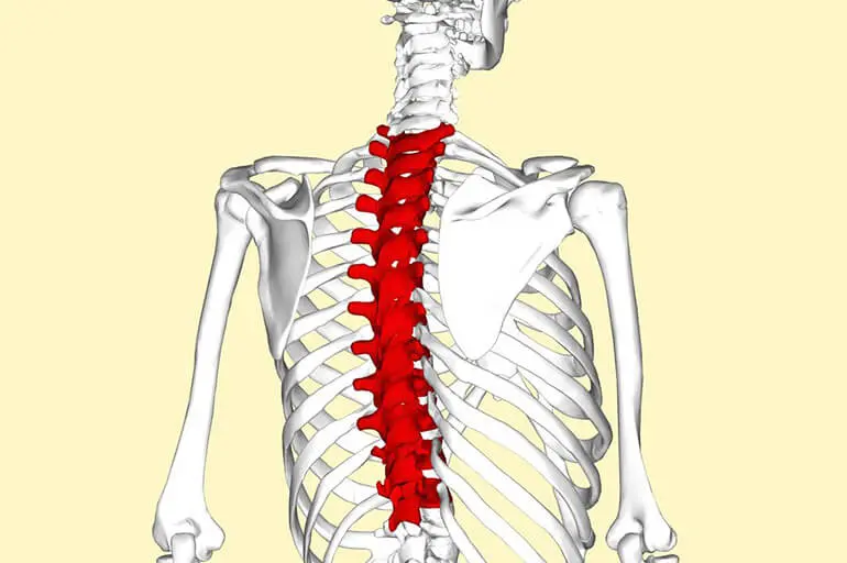 Грудной отдел