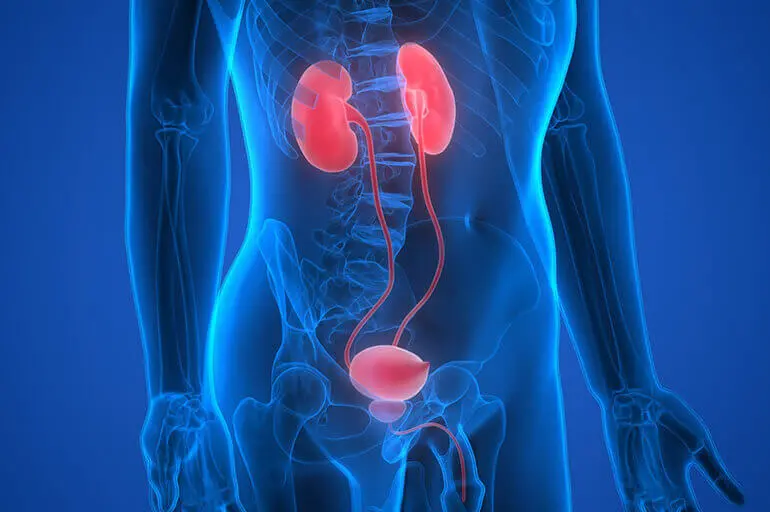 Сечостатева система