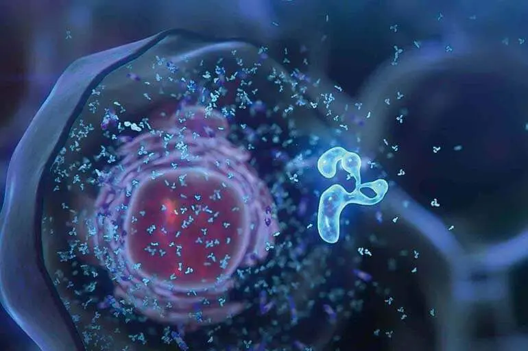 На клітинному рівні