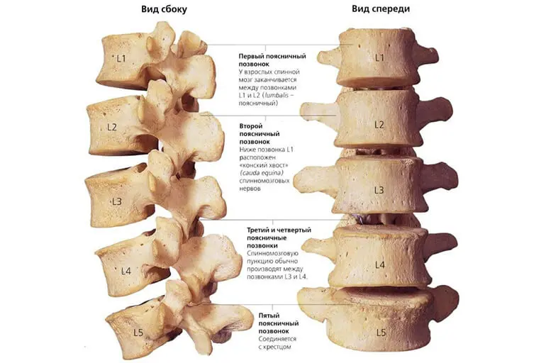 Особливості будови