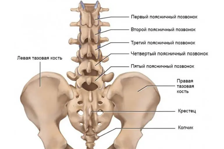 Поясничный отдел
