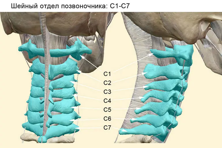 Шейный отдел