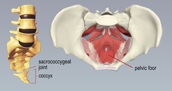 Почему болит копчик? Причины боли в копчике. Что делать при болях в копчике у мужчин и женщин?