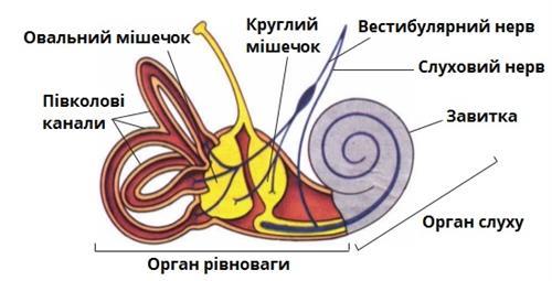 Головокружение и его симптомы? Что делать?